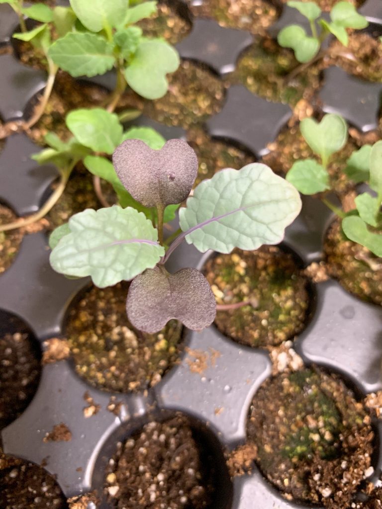 kale seedling with first set of true leaves