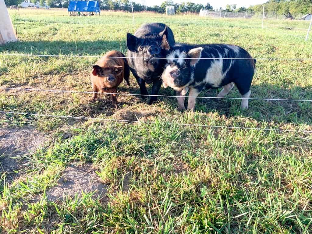 three kunekune boars standing in green pasture