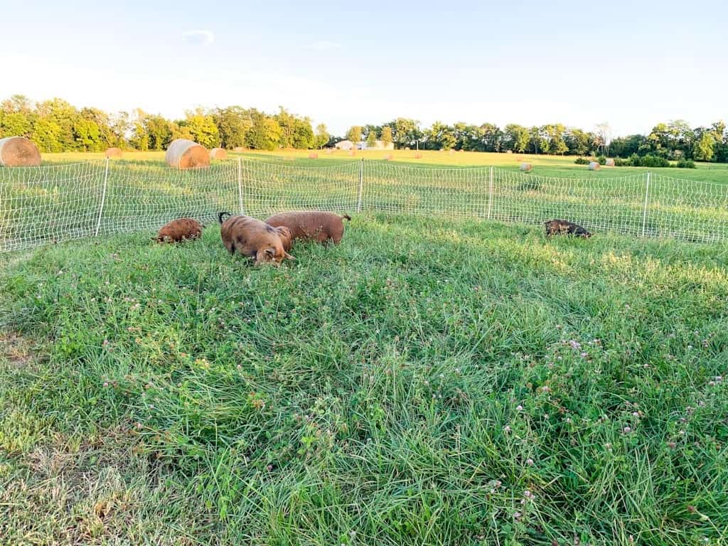 kunekune pigs grazing in green pasture