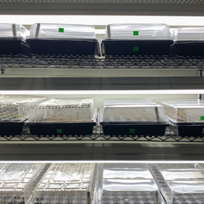 How to Start Seeds Indoors Using Grow Lights