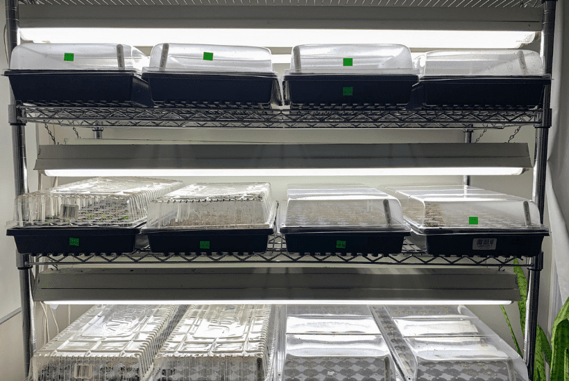 Trays of seeds started indoors under grow lights with humidity domes