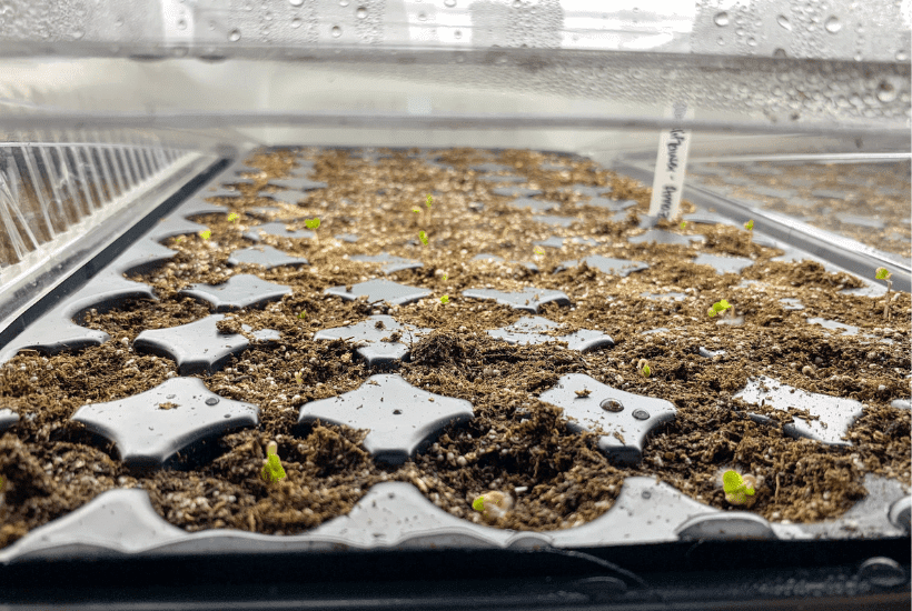 Seedlings Germinating Indoors under grow lights