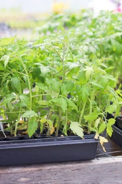 tall tomato plants ready to harden off